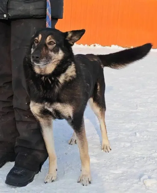 Кьяра ищет дом в Хабаровске - Животные в Хабаровск