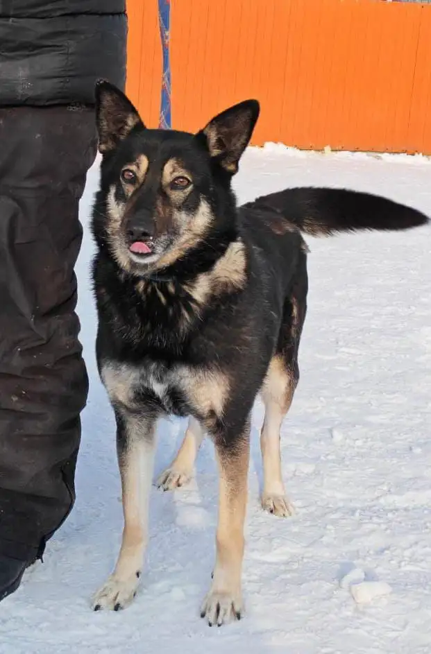 Кьяра ищет дом в Хабаровске - Собаки (Животные) в Хабаровск
