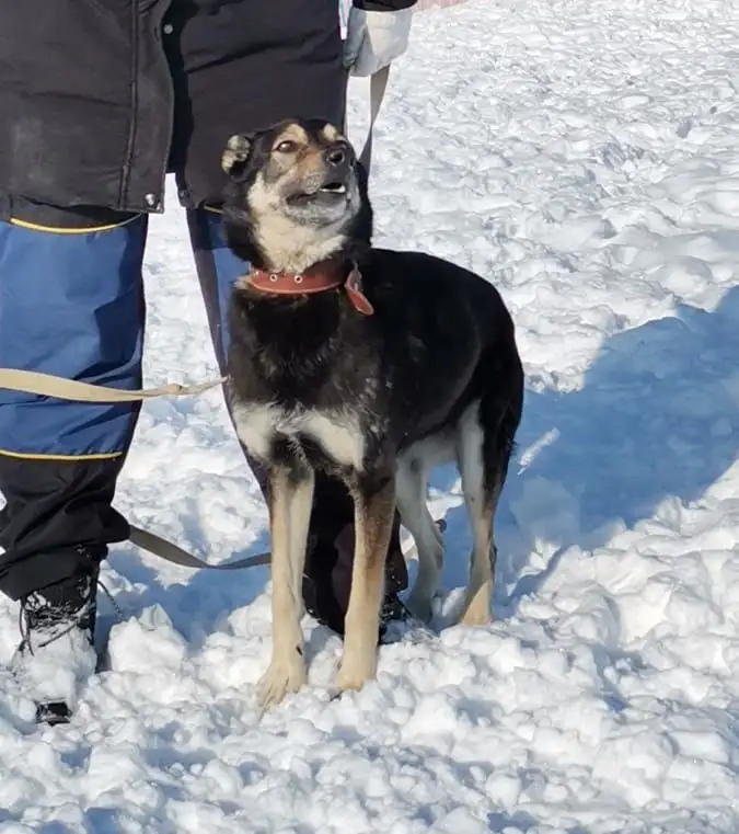Кьяра ищет дом в Хабаровске - Собаки (Животные) в Хабаровск