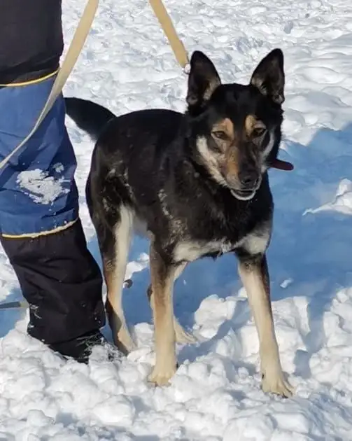 Кьяра ищет дом в Хабаровске - Собаки (Животные) в Хабаровск