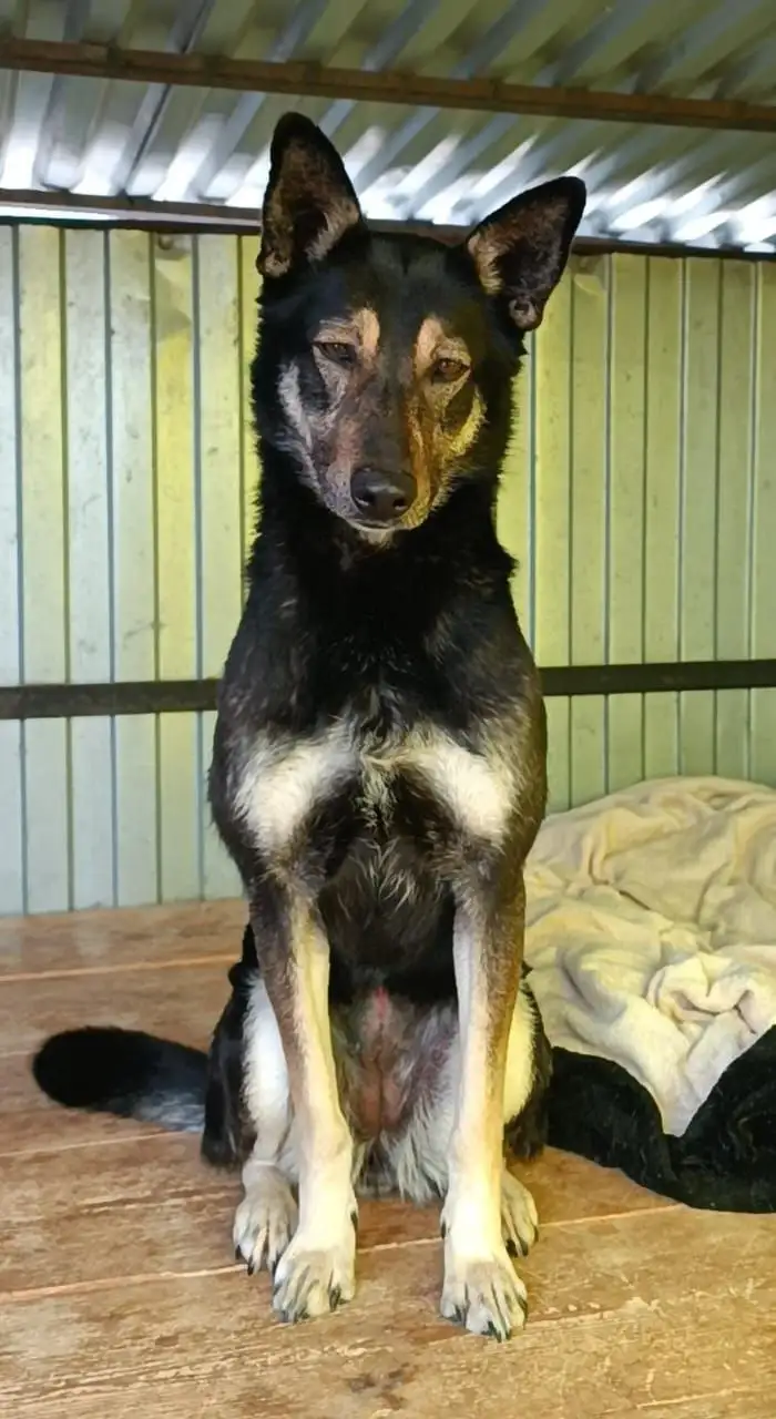 Кьяра ищет дом в Хабаровске - Собаки (Животные) в Хабаровск