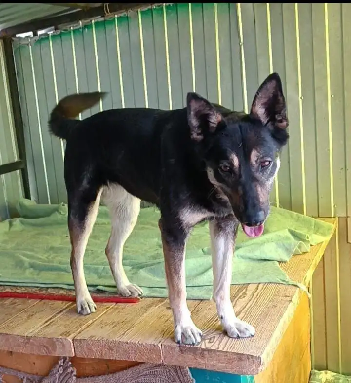 Кьяра ищет дом в Хабаровске - Собаки (Животные) в Хабаровск