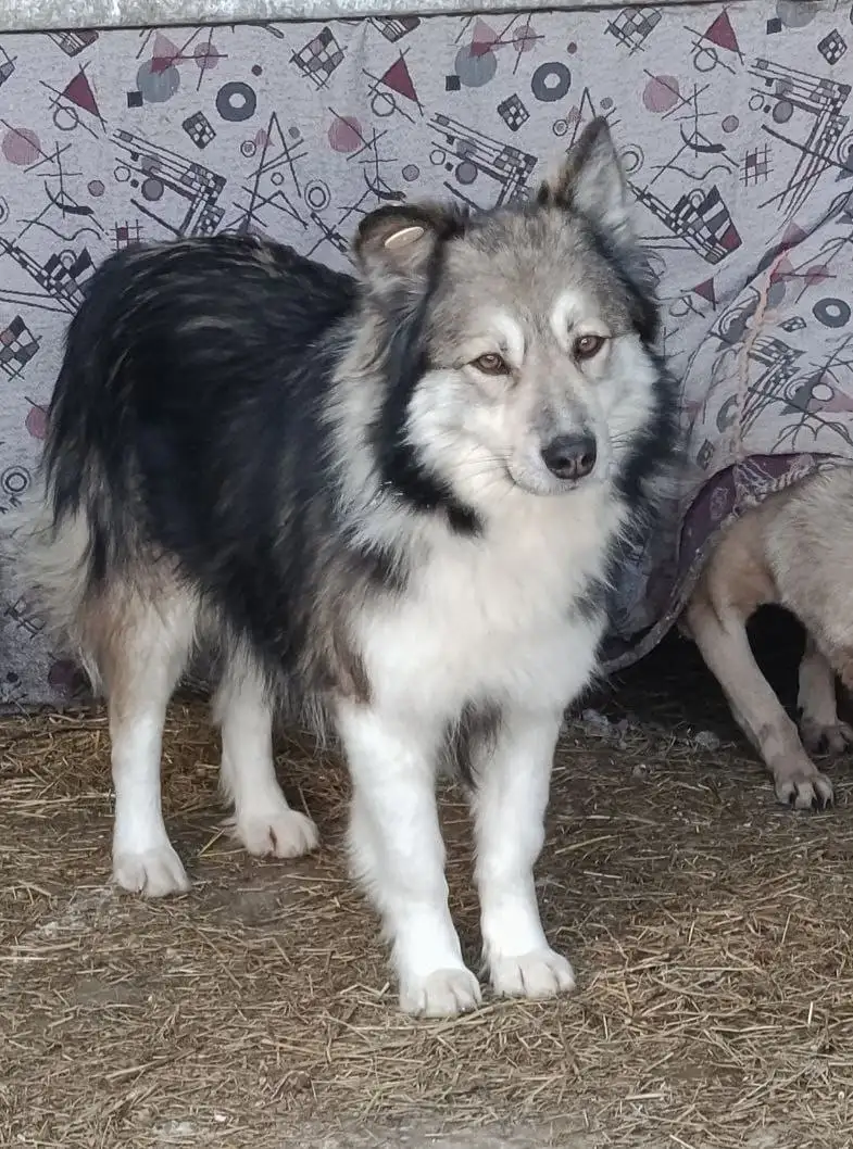 Сэм - молодой активный пес ищет дом в Хабаровске - Собаки (Животные) в Хабаровск