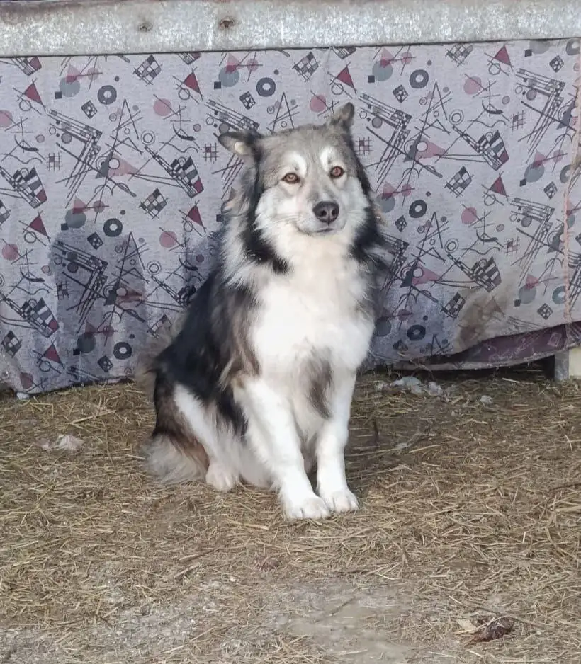 Сэм - молодой активный пес ищет дом в Хабаровске - Собаки (Животные) в Хабаровск