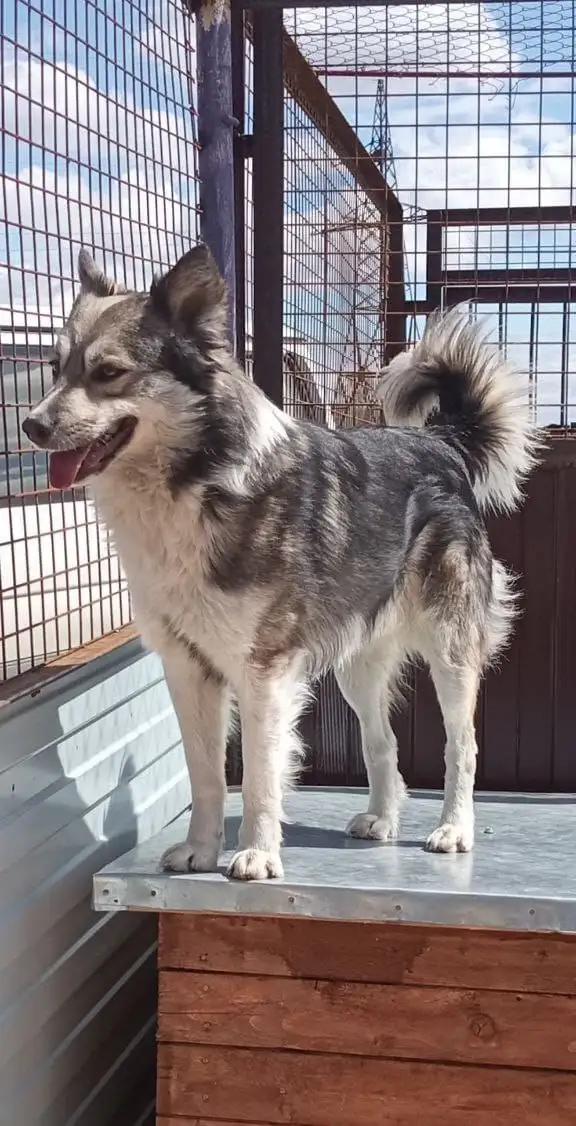 Сэм - молодой активный пес ищет дом в Хабаровске - Собаки (Животные) в Хабаровск