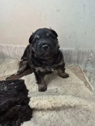 Щенки немецкой овчарки и смеси - Животные в Хабаровск