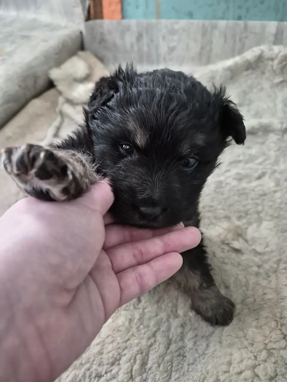 Щенок для охраны в добрые руки - Собаки (Животные) в Хабаровск