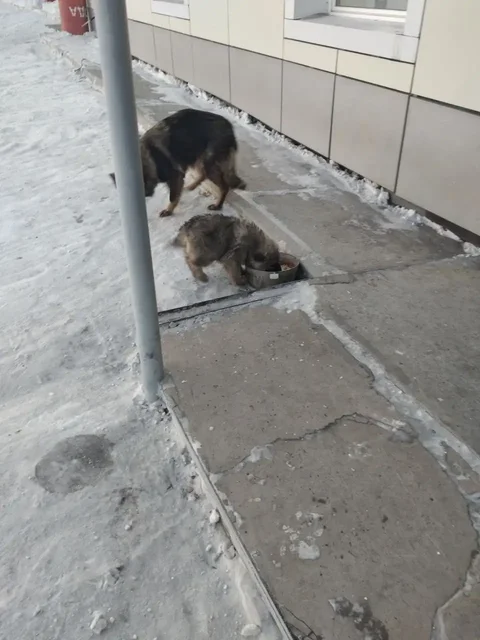 Отдам щенков в хорошие руки - Животные в Хабаровск