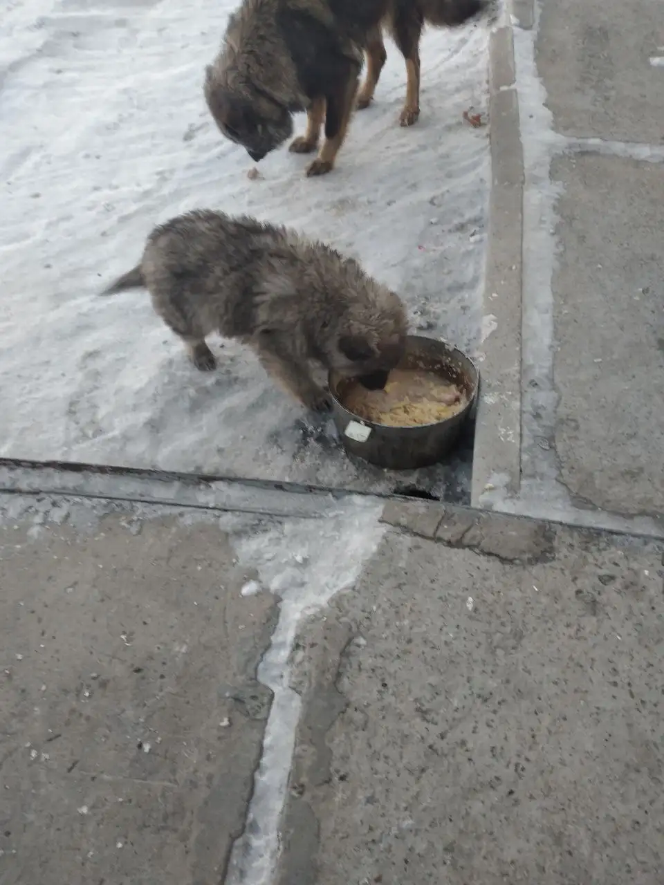 Отдам щенков в хорошие руки - Собаки (Животные) в Хабаровск