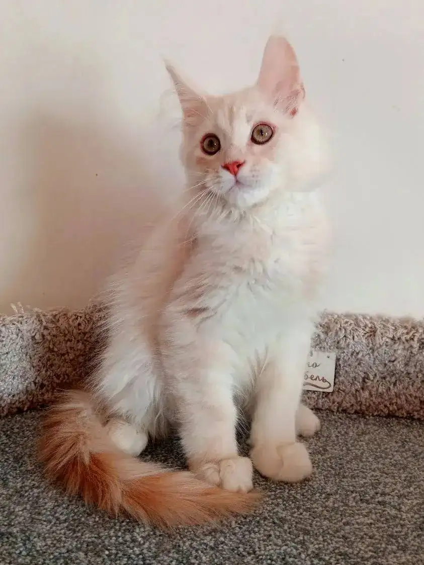 Продажа чистокровных котят породы Мейн кун - Кошки (Животные) в Хабаровск