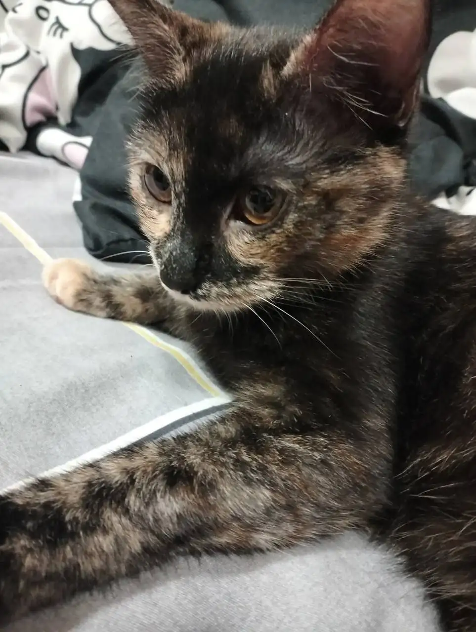 Котенок Киса в хорошие руки - Кошки/Котята (Животные) в Хабаровск