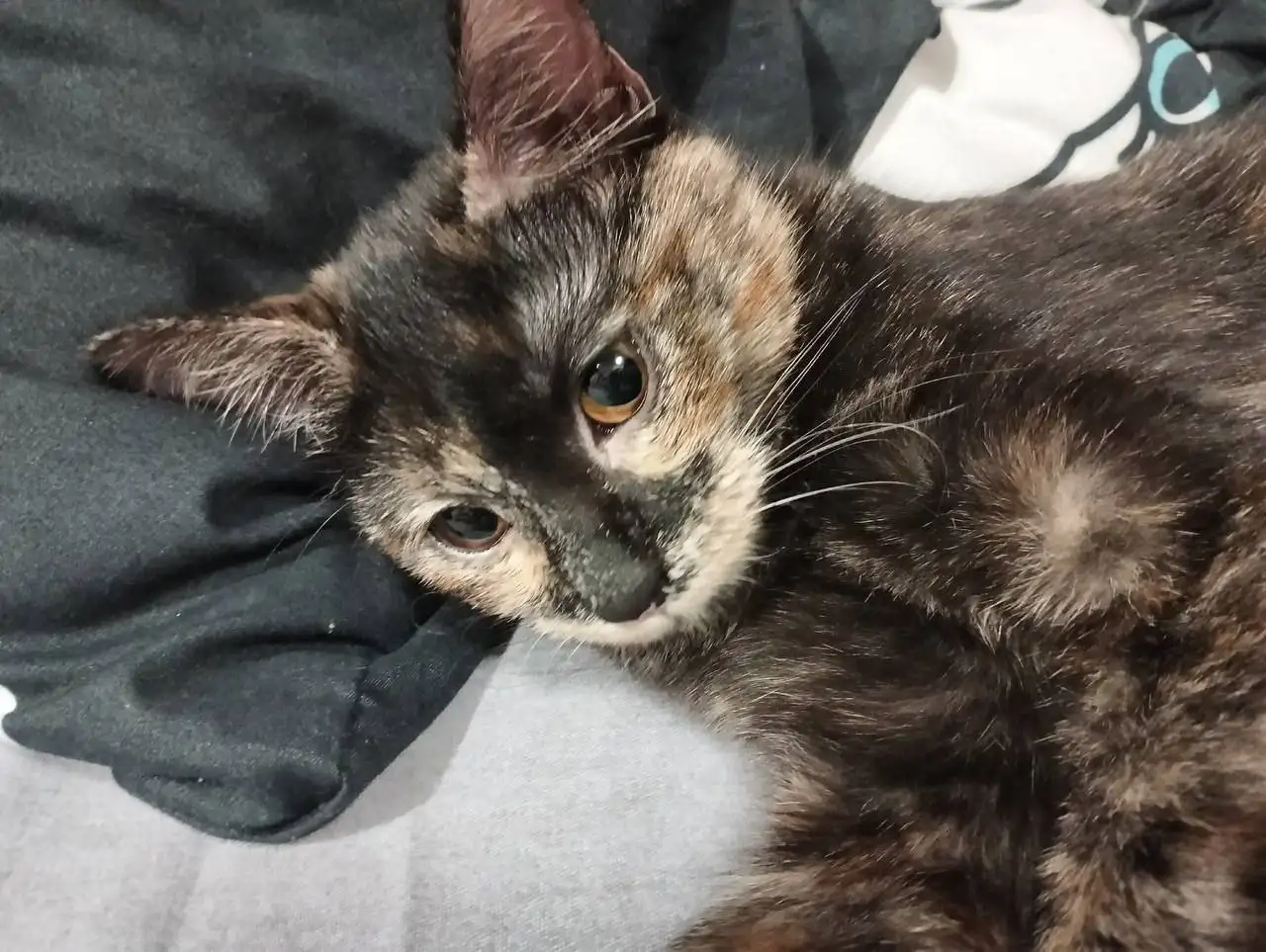 Котенок Киса в хорошие руки - Кошки/Котята (Животные) в Хабаровск