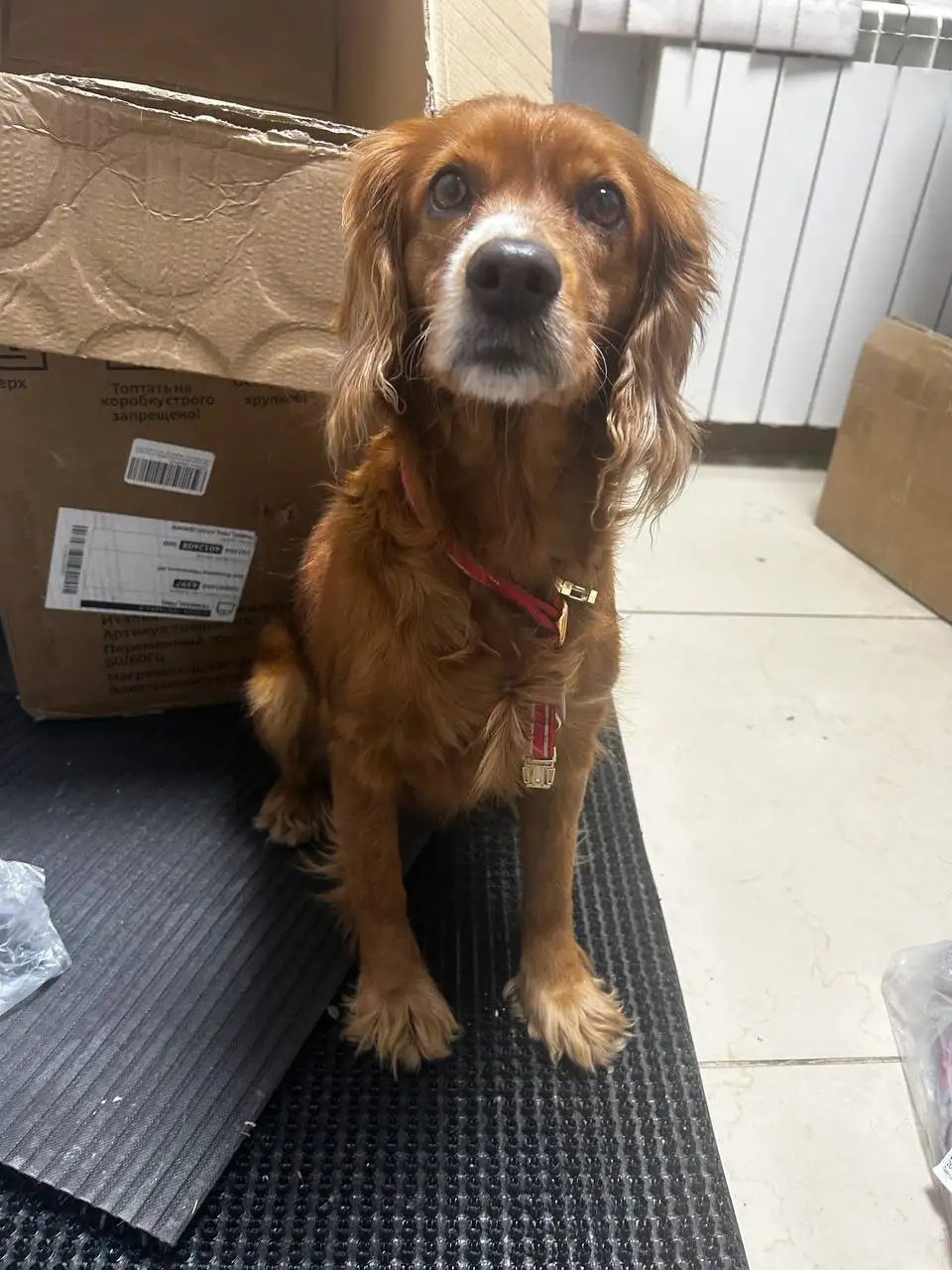 Найден спаниель в Южном - Собаки (Животные) в Хабаровск
