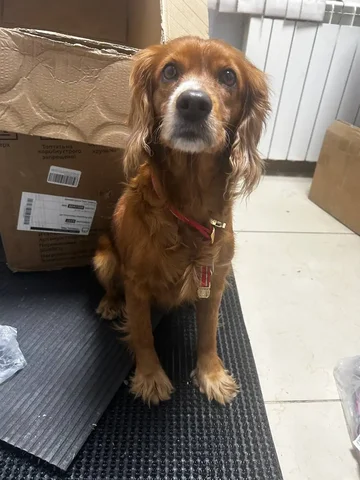 Найден спаниель в Южном - Кошки/Котята в Хабаровск