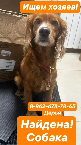 Найдена собака русский спаниель - Потерянные/найденные в Хабаровск