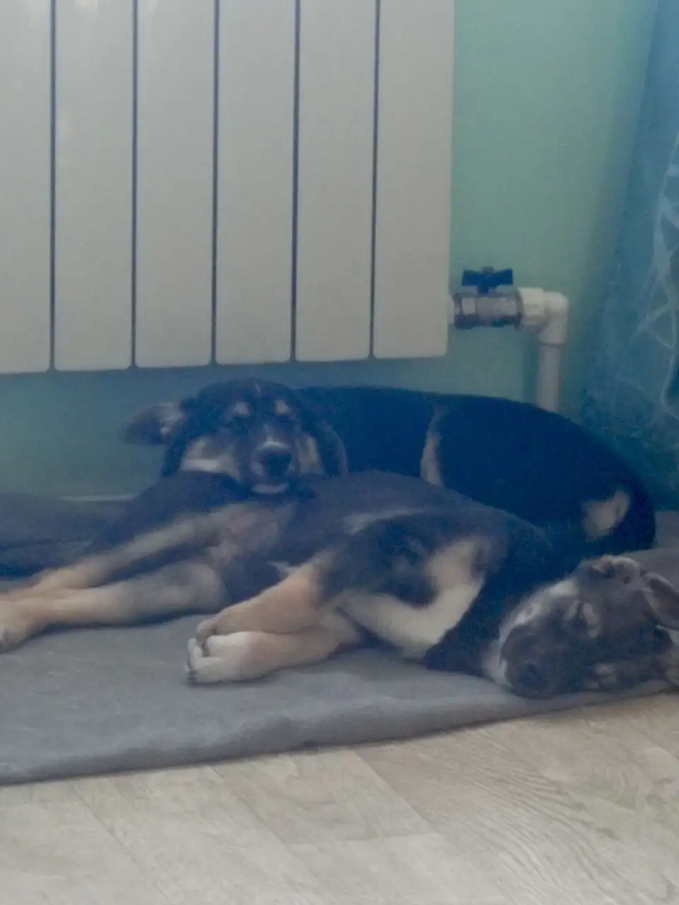 Щенки от хаски и лайки в хорошие руки - Собаки (Животные) в Хабаровск