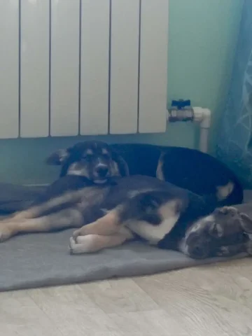 Щенки от хаски и лайки в хорошие руки - Птицы в Хабаровск