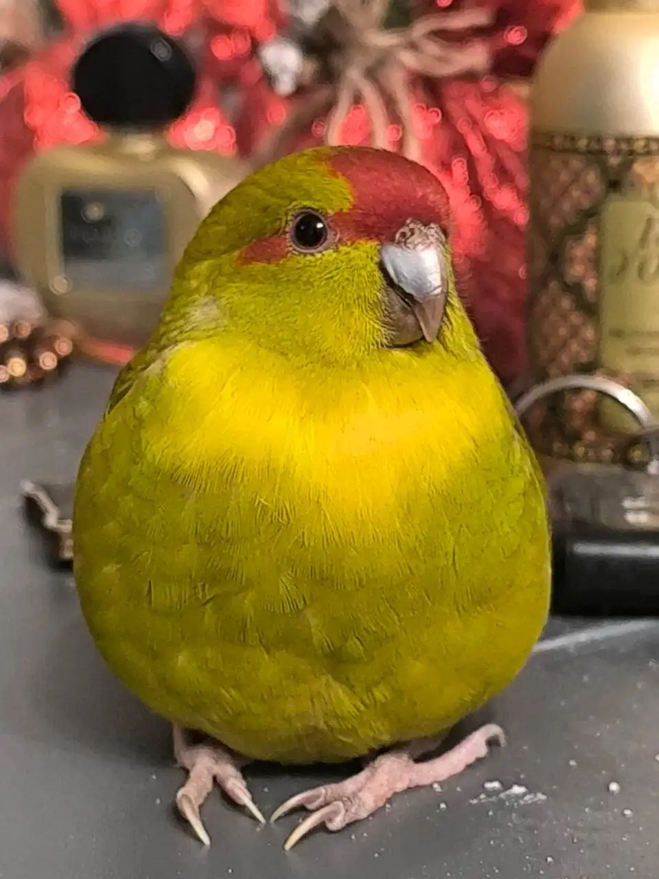 Продажа попугаев с клеткой - Птицы (Животные) в Хабаровск