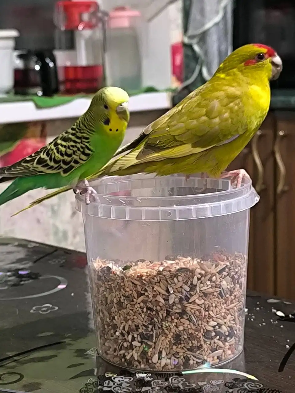 Продажа попугаев с клеткой - Птицы (Животные) в Хабаровск