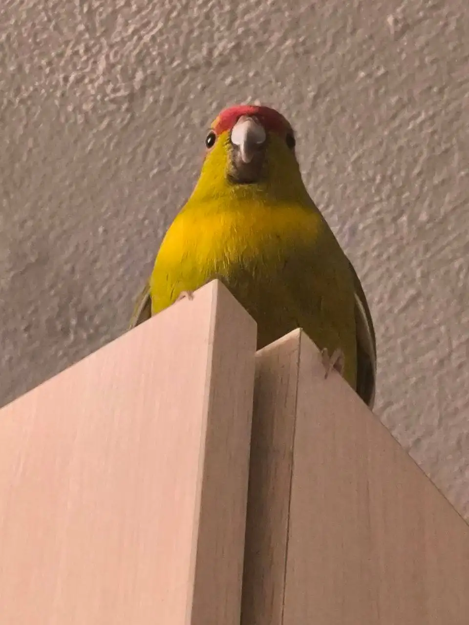 Продажа попугаев с клеткой - Птицы (Животные) в Хабаровск