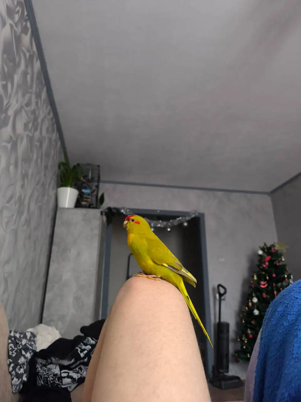 Продажа попугаев с клеткой - Птицы (Животные) в Хабаровск