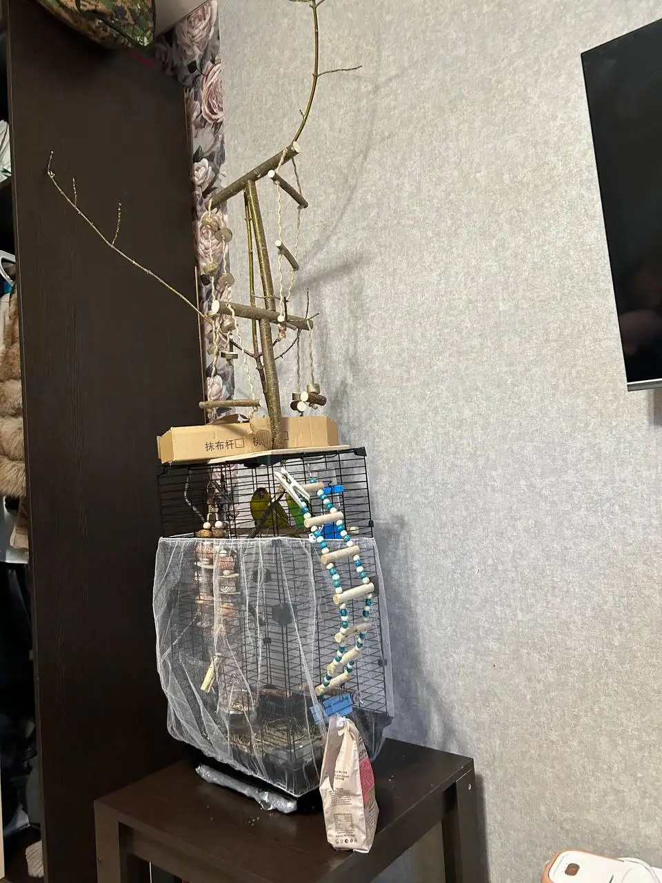 Продажа попугаев с клеткой - Птицы (Животные) в Хабаровск