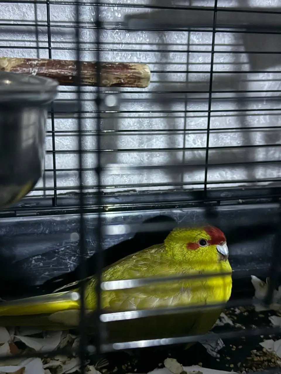 Продажа попугаев с клеткой - Птицы (Животные) в Хабаровск