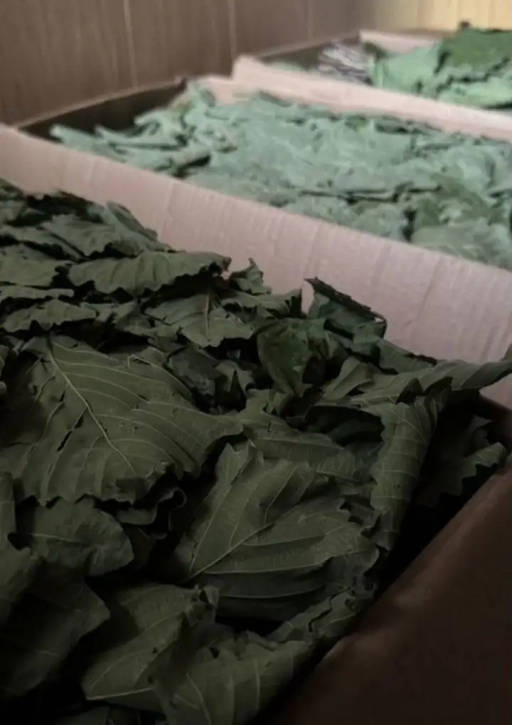 Продажа дубовых веников в Хабаровске - Барахолка в Хабаровск