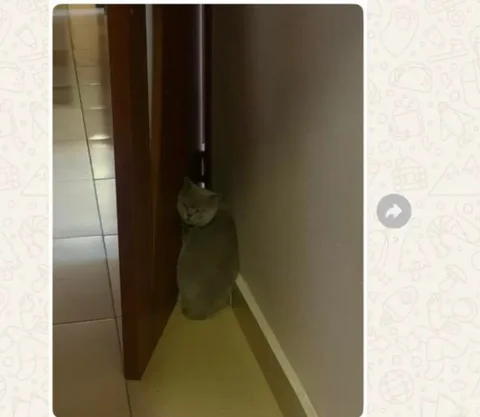 Британская кошка ищет дом - Животные в Хабаровск