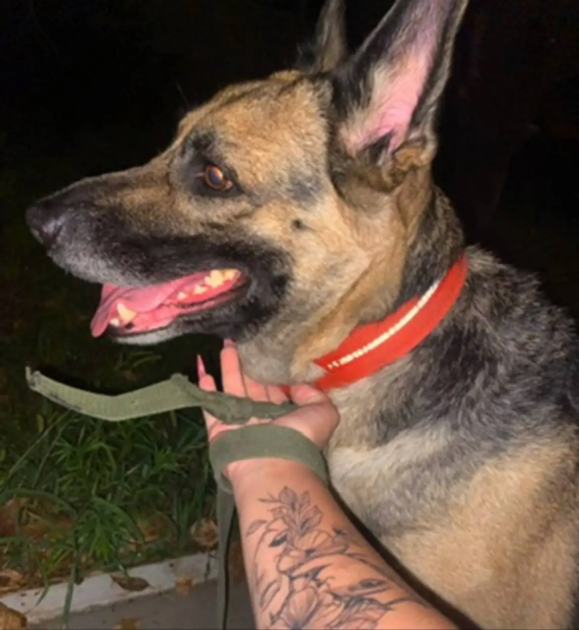 Собакен ищет дом для охраны частного дома или квартиры - Собаки (Животные) в Хабаровск