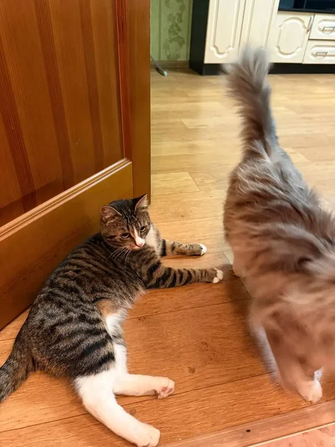 Кошка и кот в добрые руки в Хабаровске - Животные в Хабаровск