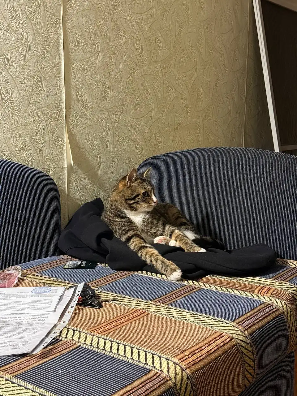 Кошка и кот в добрые руки в Хабаровске - Животные в Хабаровск