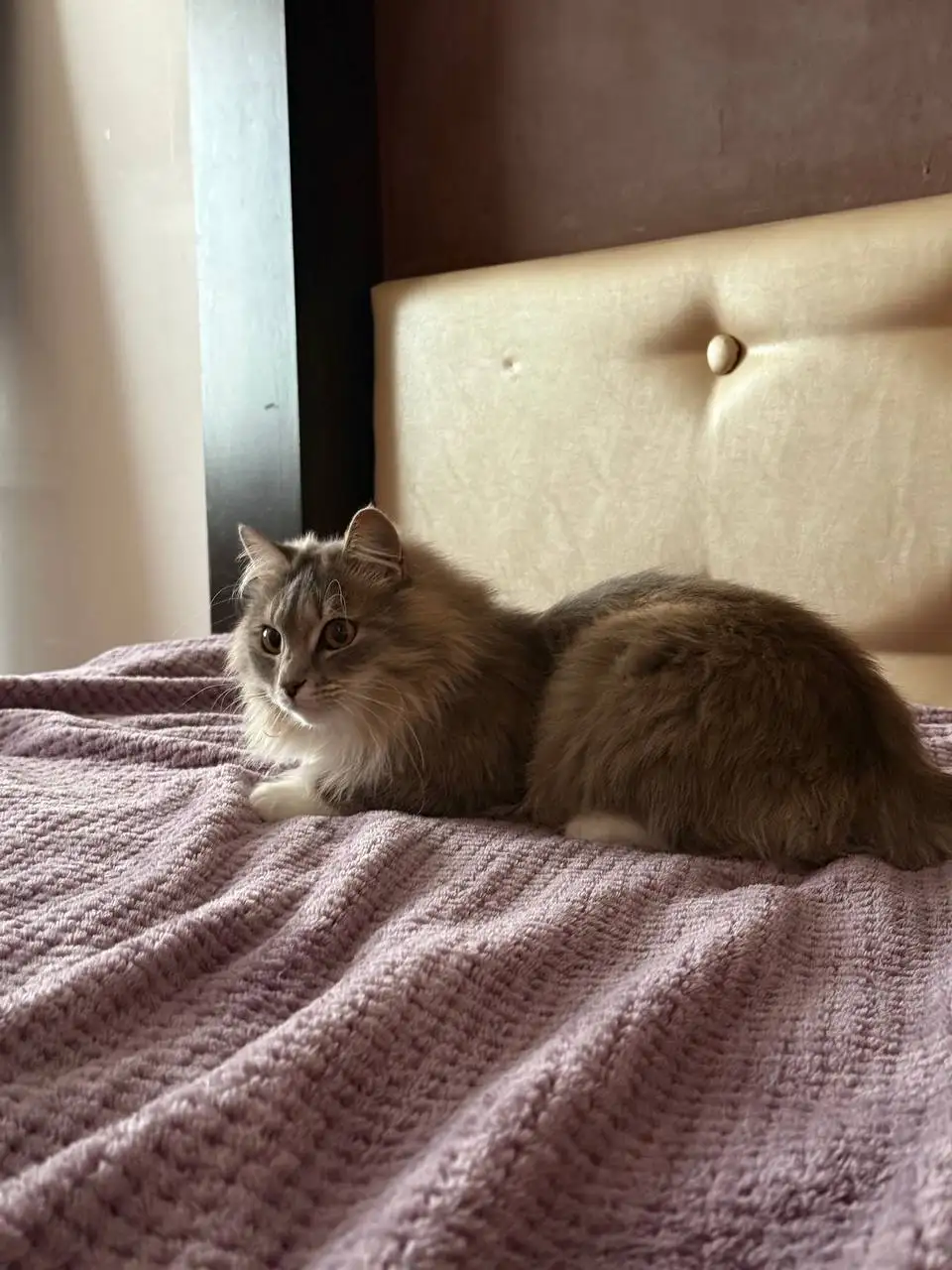 Кошка и кот в добрые руки в Хабаровске - Животные в Хабаровск