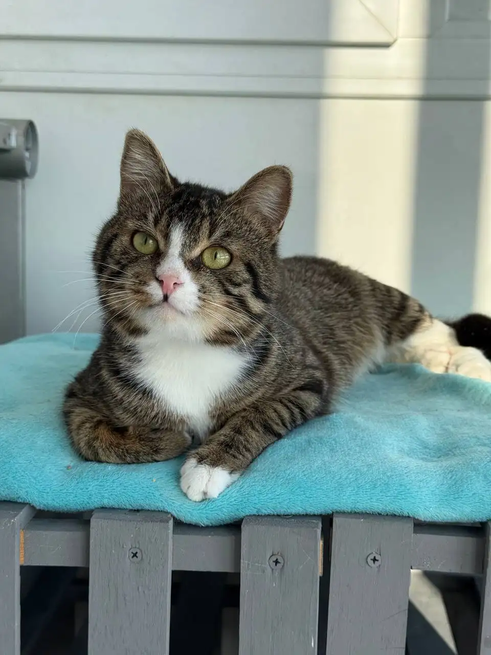 Кошка и кот в добрые руки в Хабаровске - Животные в Хабаровск