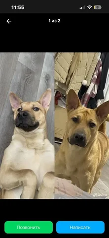 Срочно отдам умного и воспитанного пса лайка-шарпея - Корма для животных в Хабаровск