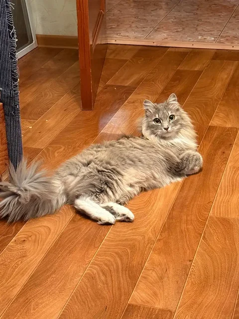 Кошечка Алиса ищет семью - Корма для животных в Хабаровск