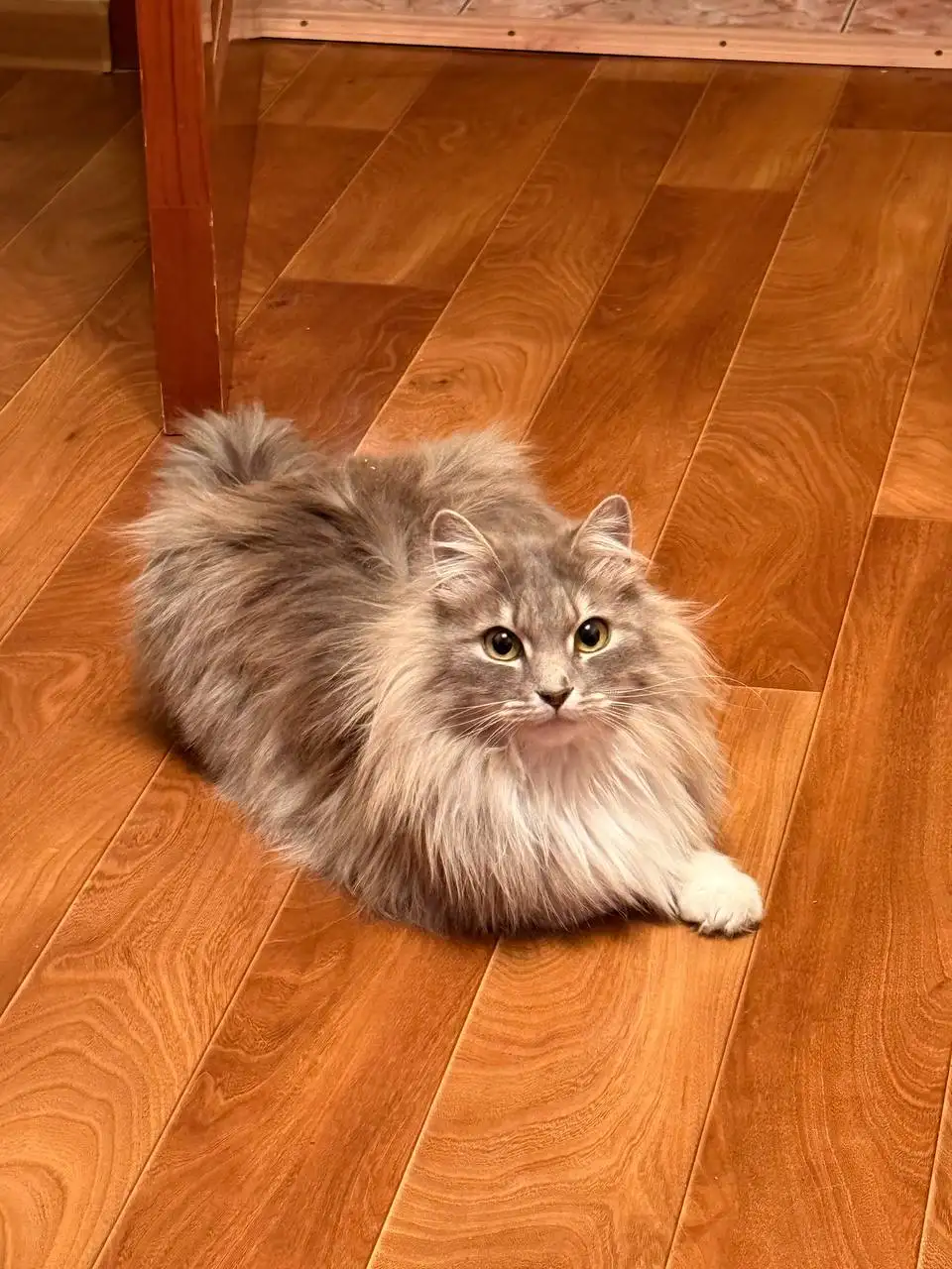 Кошечка Алиса ищет семью - Кошки (Животные) в Хабаровск