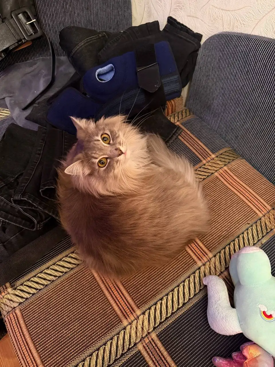 Кошечка Алиса ищет семью - Кошки (Животные) в Хабаровск