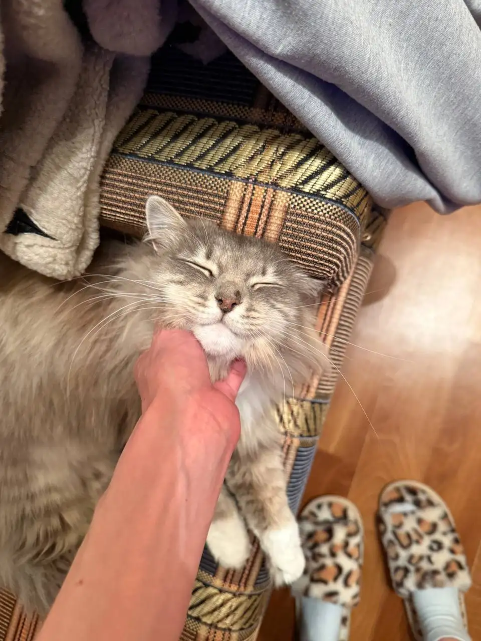 Кошечка Алиса ищет семью - Кошки (Животные) в Хабаровск