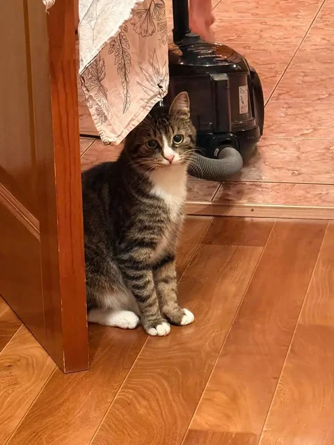 Котик Арчи ищет семью - Корма для животных в Хабаровск