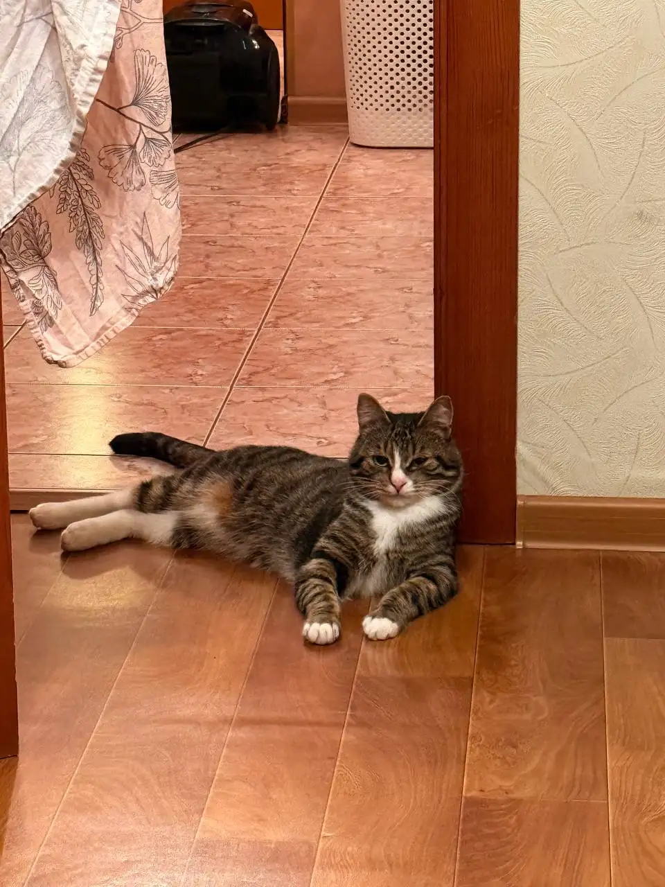 Котик Арчи ищет семью - Кошки (Животные) в Хабаровск