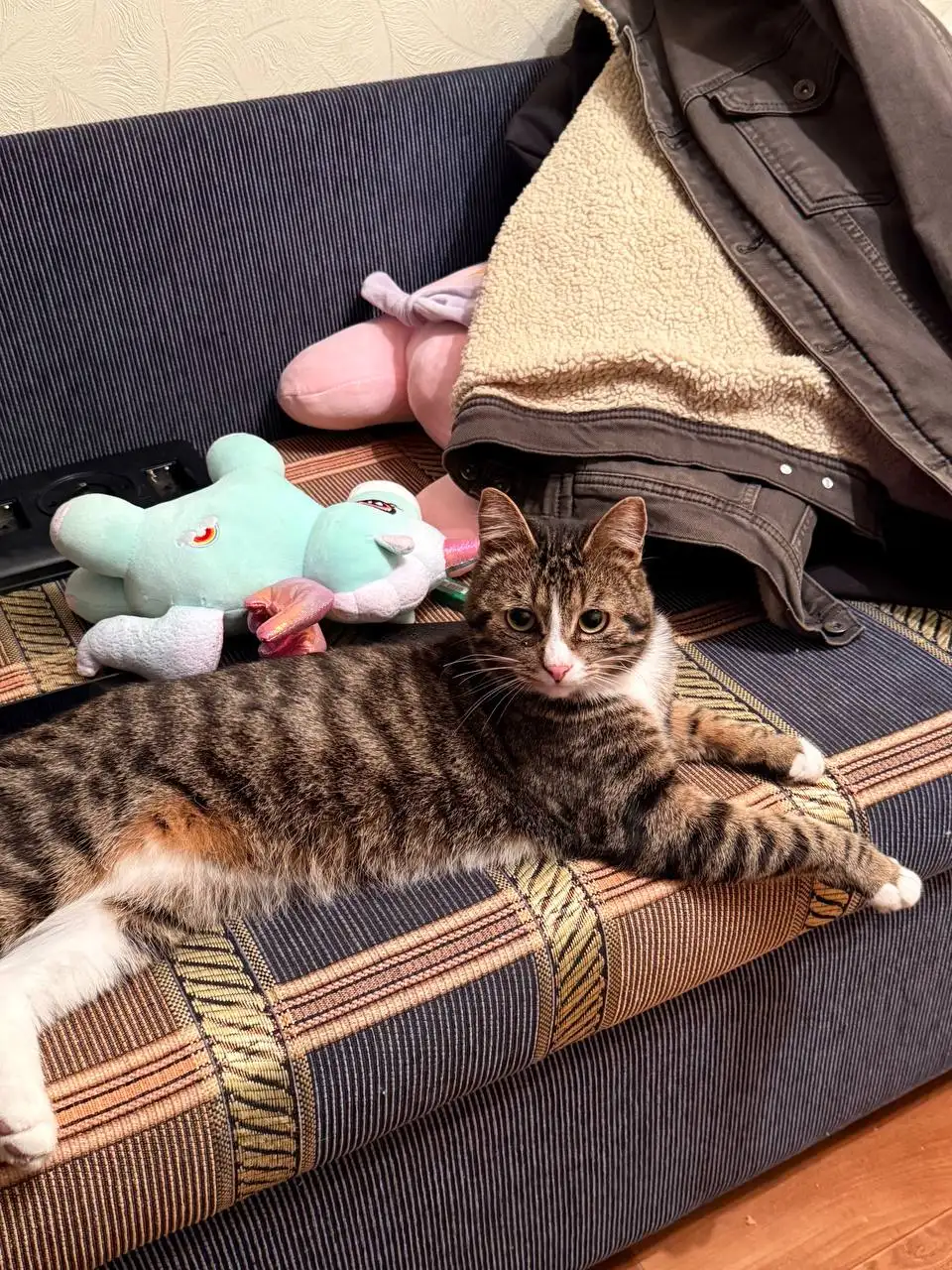 Котик Арчи ищет семью - Кошки (Животные) в Хабаровск