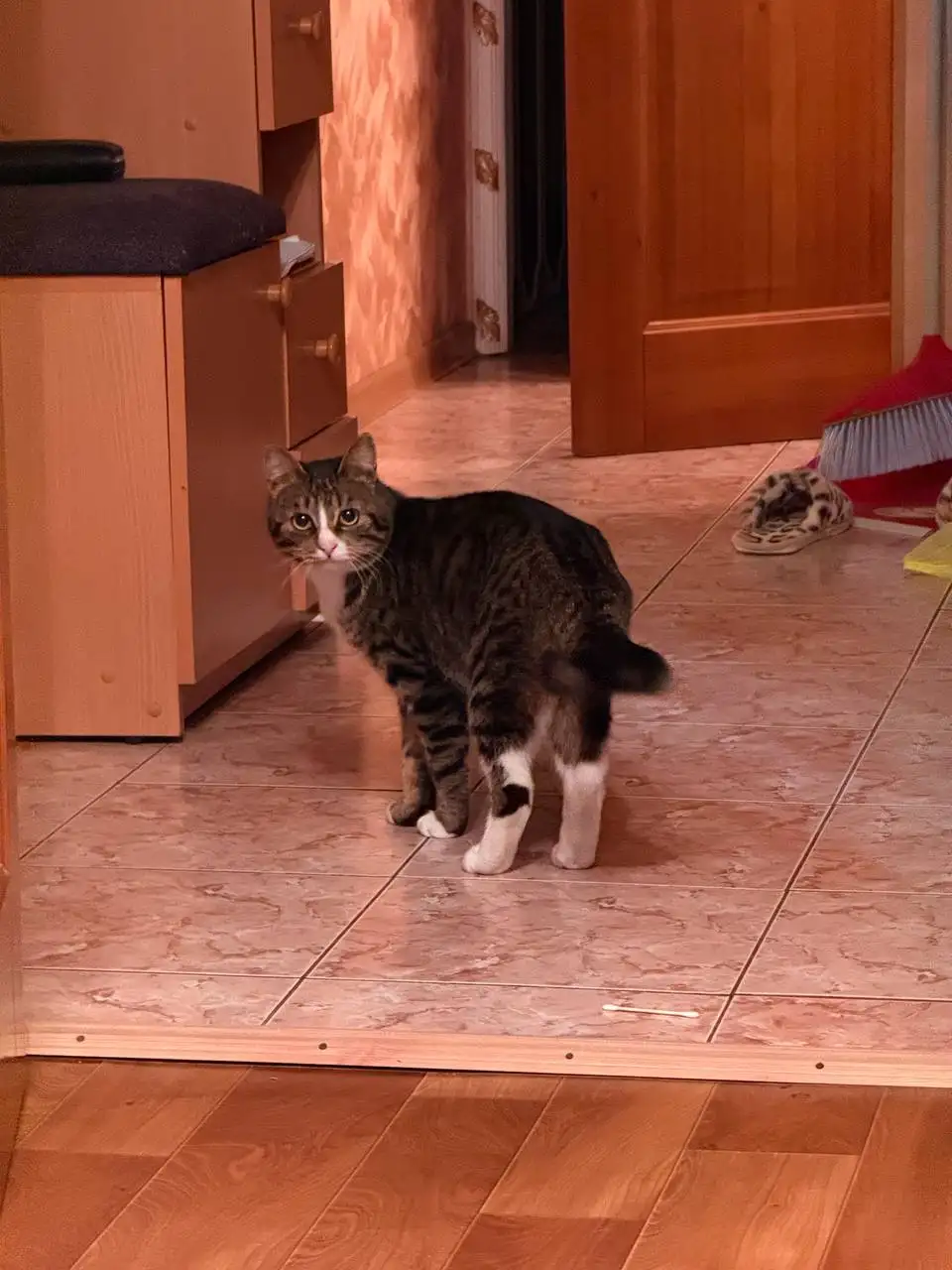 Котик Арчи ищет семью - Кошки (Животные) в Хабаровск