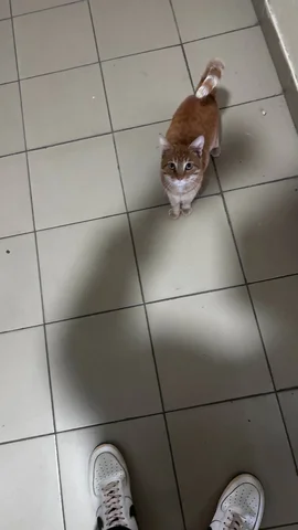 Ищет хозяина ласковый кот в Березовке - Кошки в Березовка