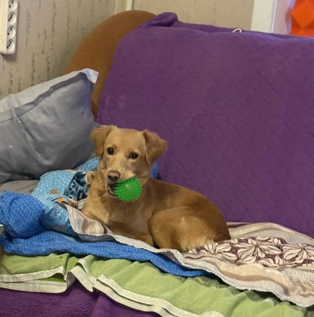 Собака русский спаниель в хорошие руки - Собаки (Животные) в Хабаровск