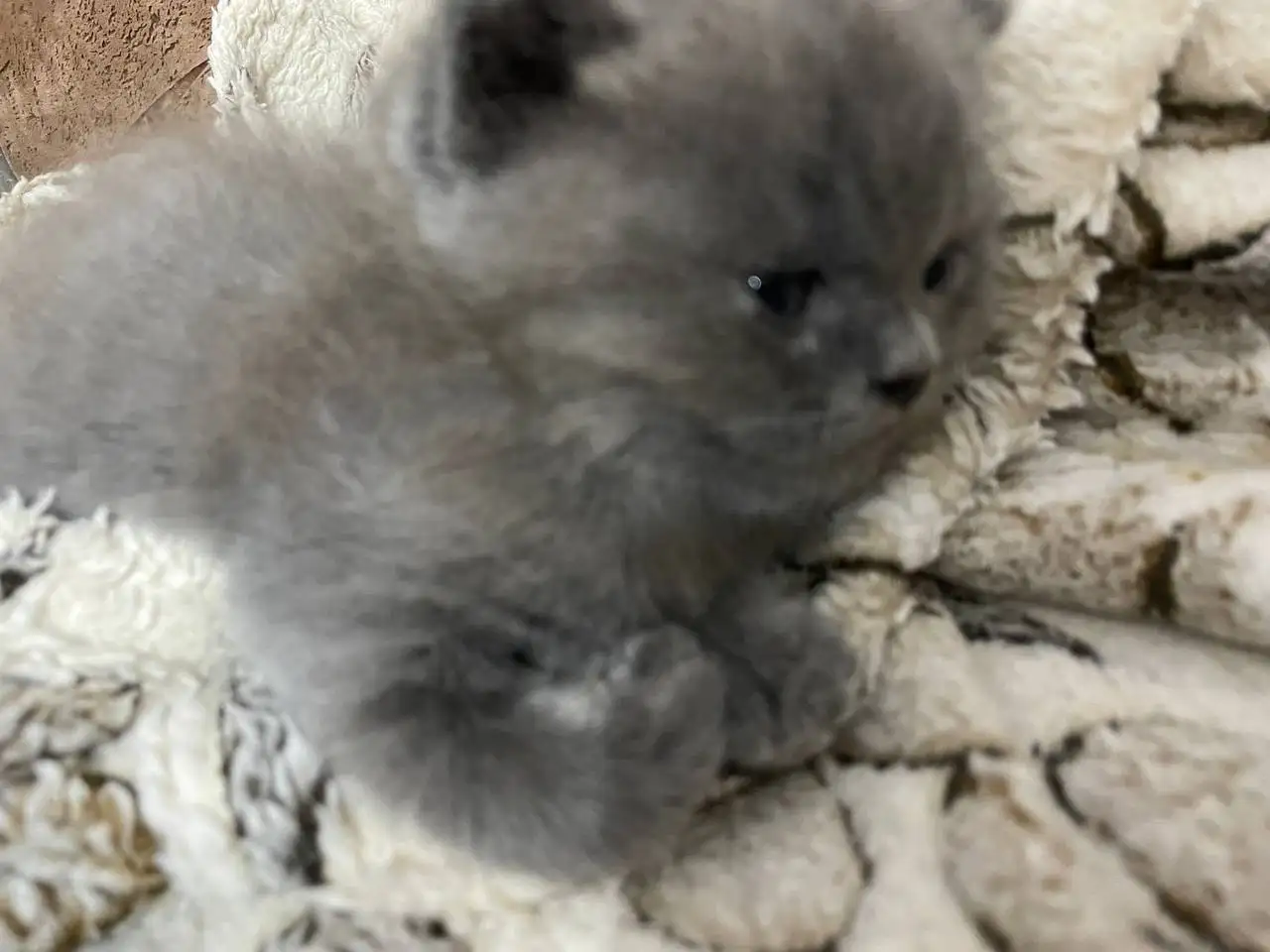 Британский котенок мальчик ищет новый дом - Кошки (Животные) в Хабаровск