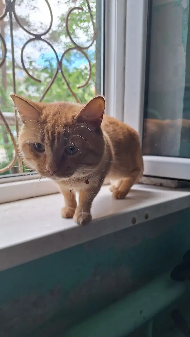 Найден кот - Кошки (Животные) в Хабаровск