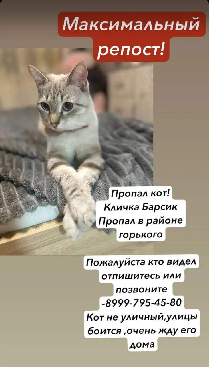 Помогите найти кота - Кошки (Животные) в Хабаровск