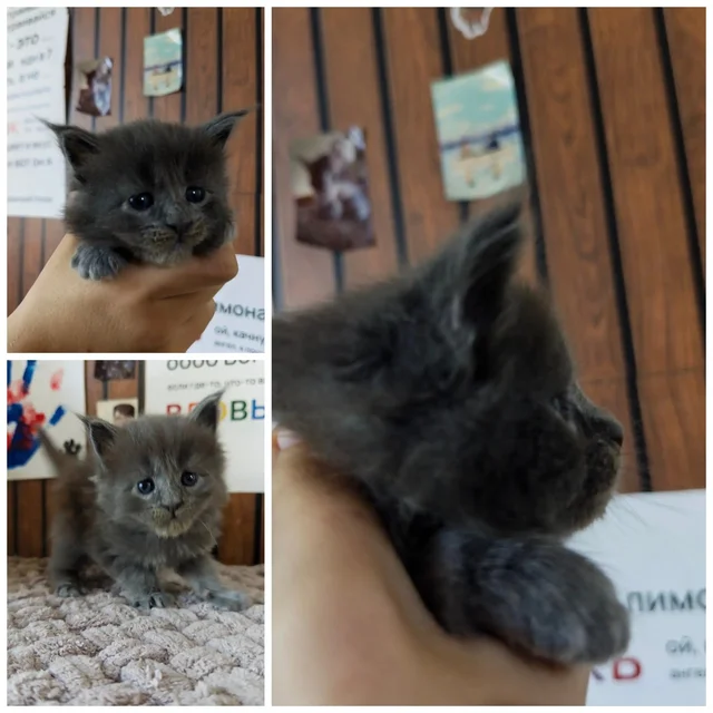 Котята мейн-кун из Хабаровска - Аквариумистика в Хабаровск