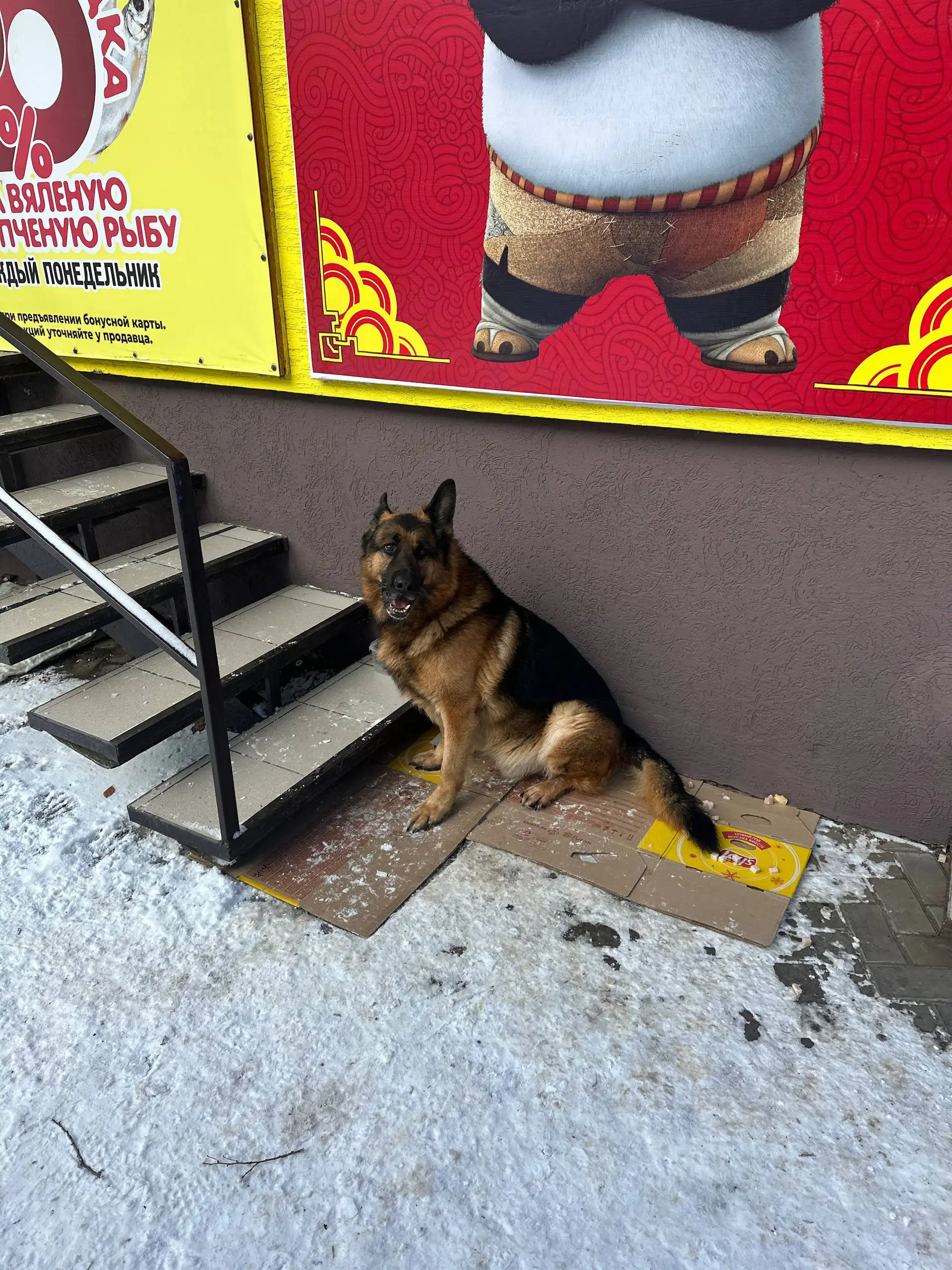 Найдена овчарка в Ростове-на-Дону - Собаки (Животные) в Ростов-на-Дону